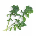 Feuilles de Roquette BIO