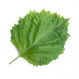 Feuille de Shiso vert BIO