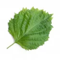 Feuille de Shiso vert BIO