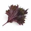 Feuille de Shiso pourpre BIO