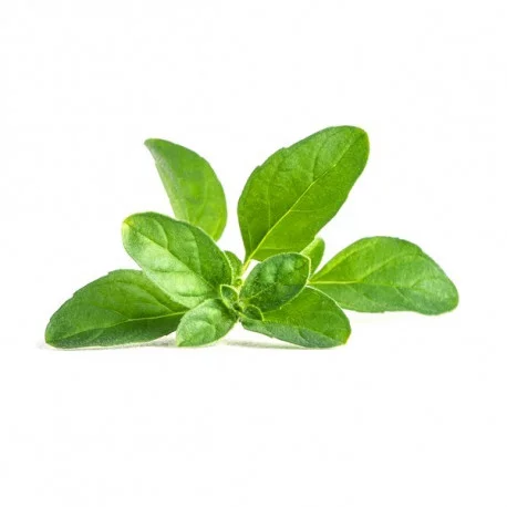 Organic pennyroyal Lingot® Organic pennyroyal Lingot®