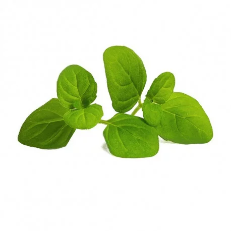 Organic Icy mint Lingot® Organic Icy mint Lingot®