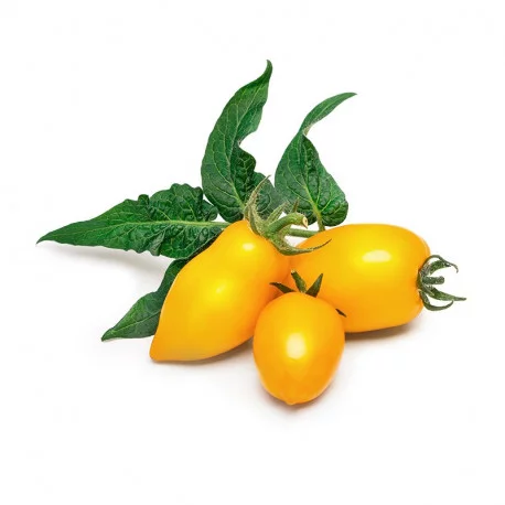 Lingot® Yellow Mini-Tomato Lingot® Yellow Mini-Tomato