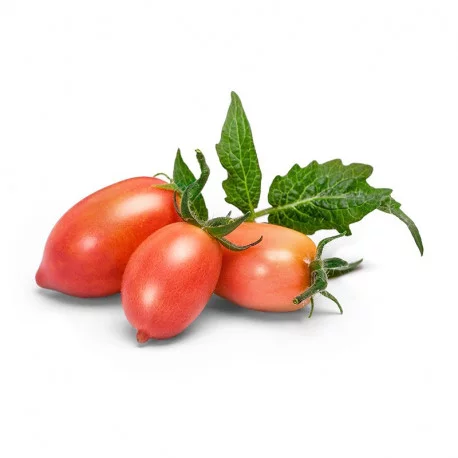 Comment faire ses propres graines de tomates ? - Gamm vert