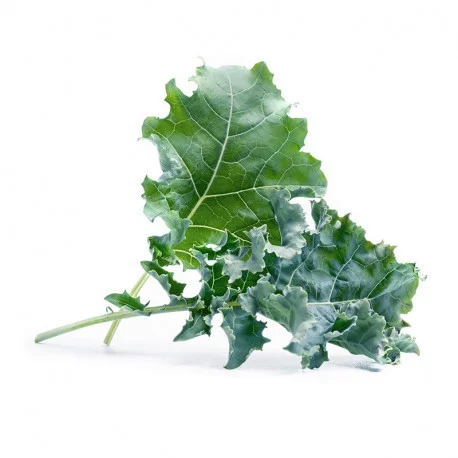 Lingot® Chou kale Lingot® Chou kale