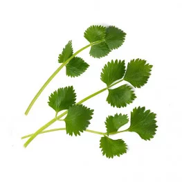 Feuilles d'Anis vert BIO