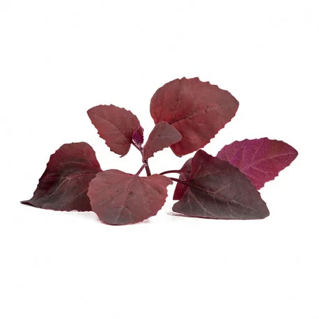 Feuilles d'Arroche rouge BIO Feuilles d'Arroche rouge BIO