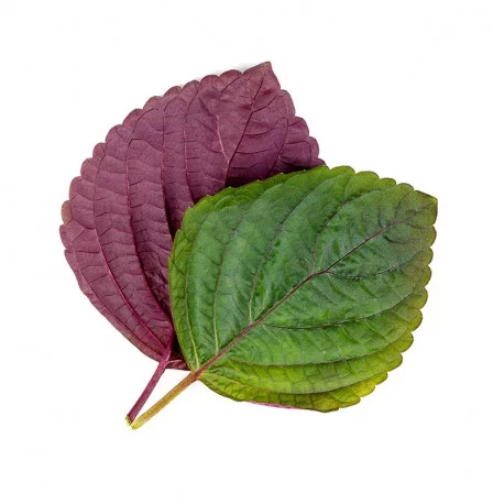 Feuilles de Shiso bicolore