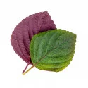 Feuilles de Shiso bicolore