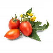 Mini tomate rouge avec feuilles et fleurs