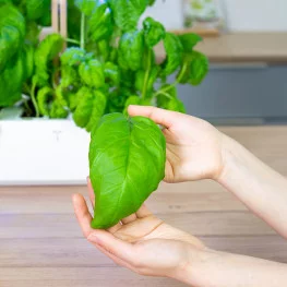 Taille d'une feuille de Basilic Mammouth par rapport à une main