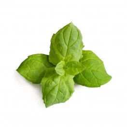 Organic Moroccan Mint Lingot®