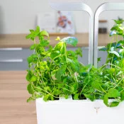Potager Véritable® avec de la Menthe marocaine BIO