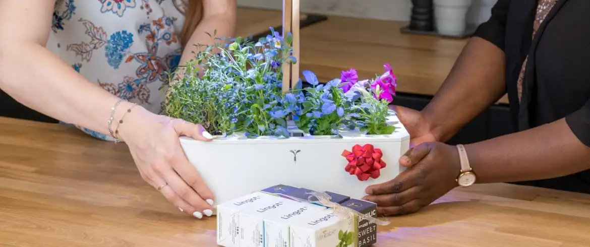 The referral program is back at Véritable!