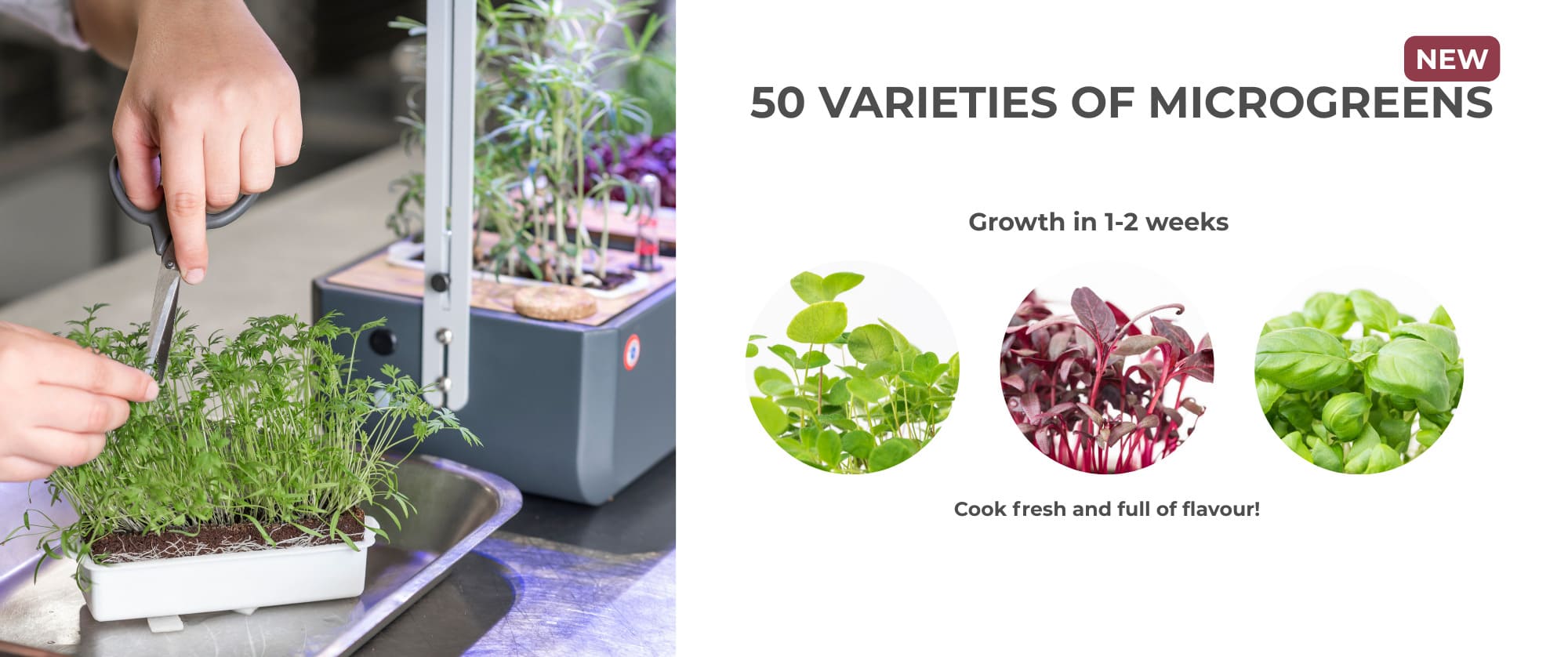 Discover how Véritable microgreens will revolutionize your plates