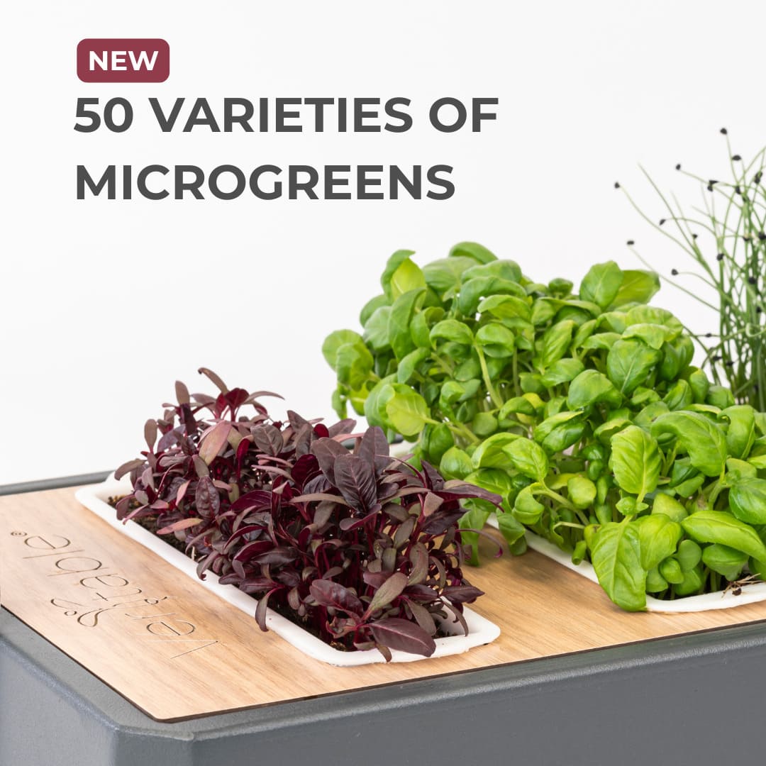 Discover how Véritable microgreens will revolutionize your plates