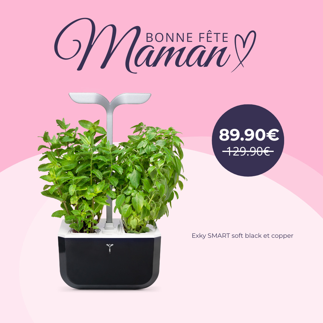 Offrez à votre maman des fleurs qui durent des mois dans leur potager Exky