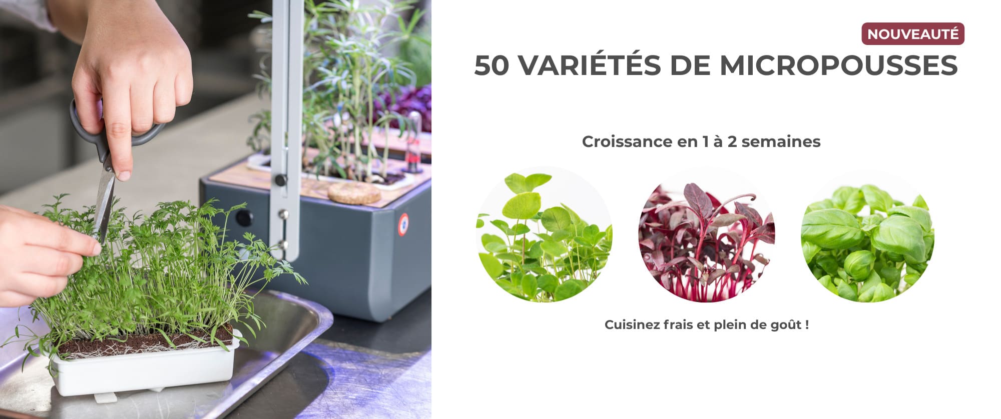 Découvrez comment les micropousses Véritable vont révolutionner vos assiettes