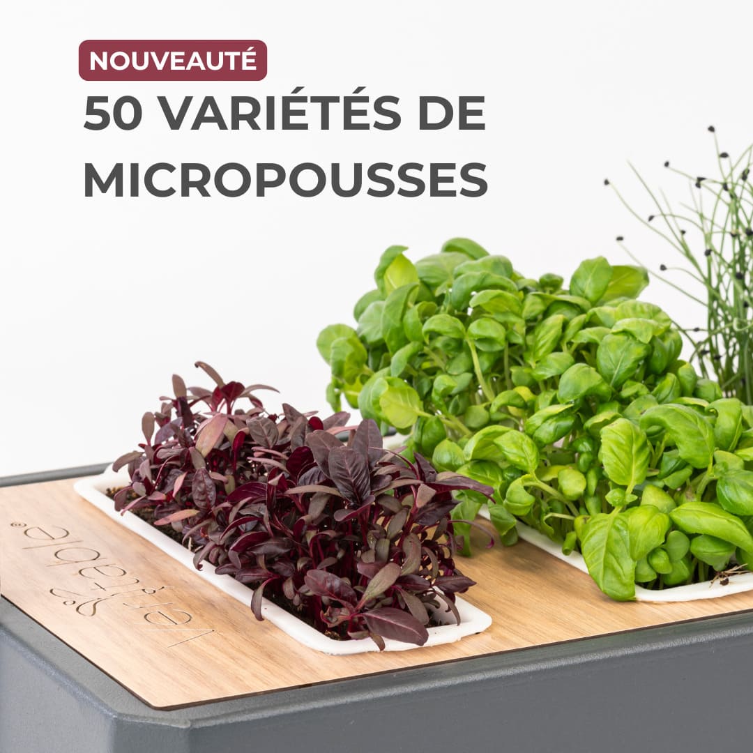 Découvrez comment les micropousses Véritable vont révolutionner vos assiettes