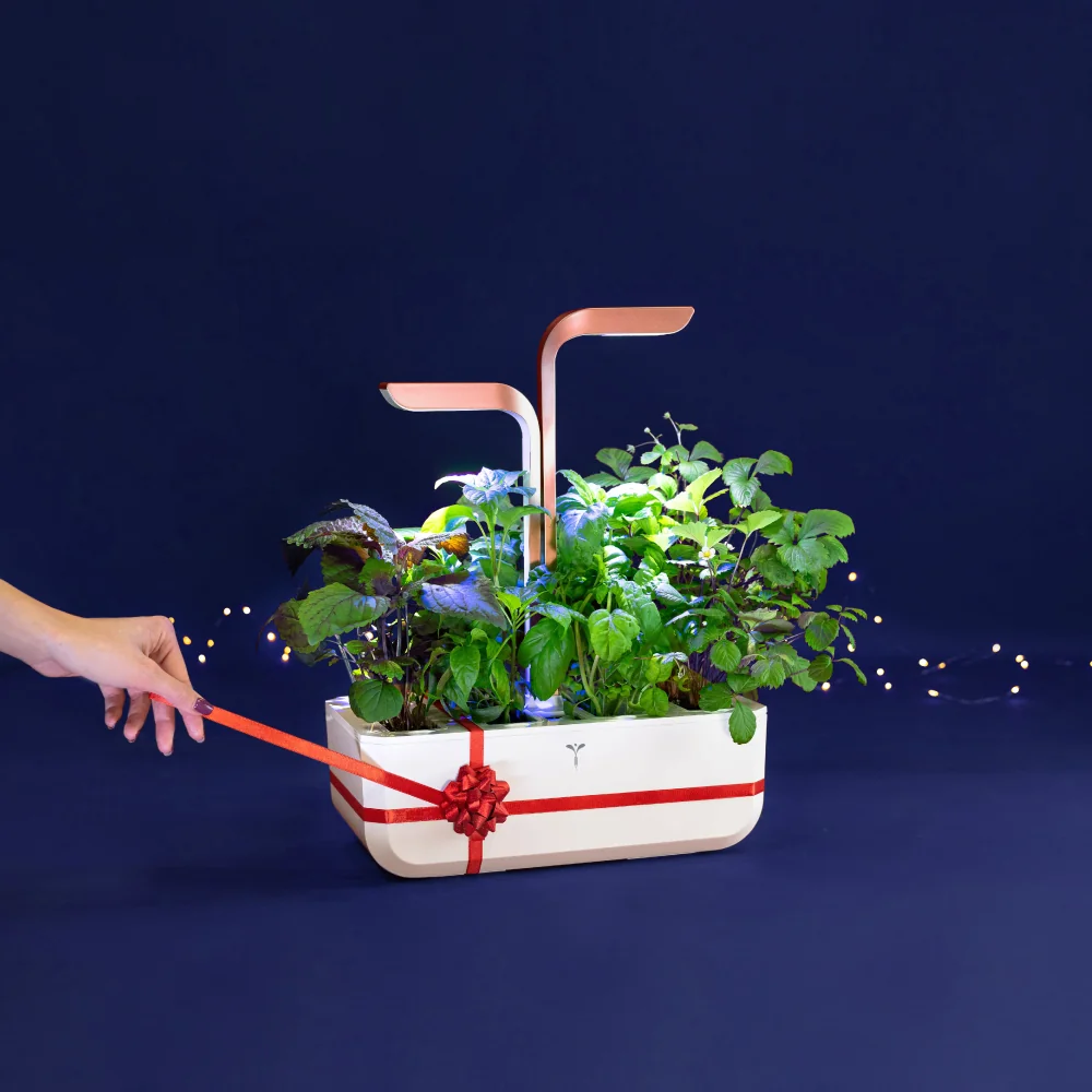 Treat yourself this holiday season with a self-sufficient vegetable garden Véritable