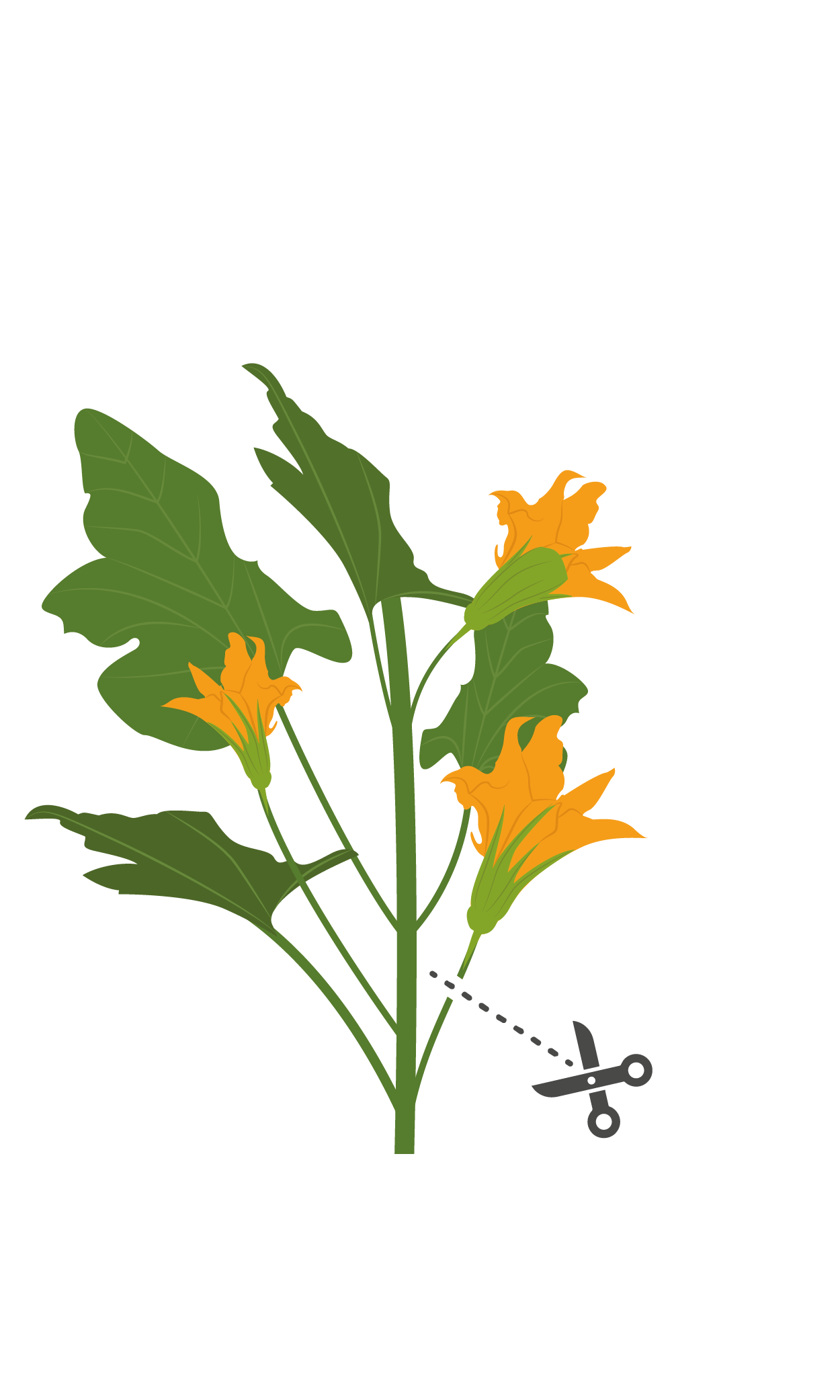 Comment récolter les fleurs de courgette ?
