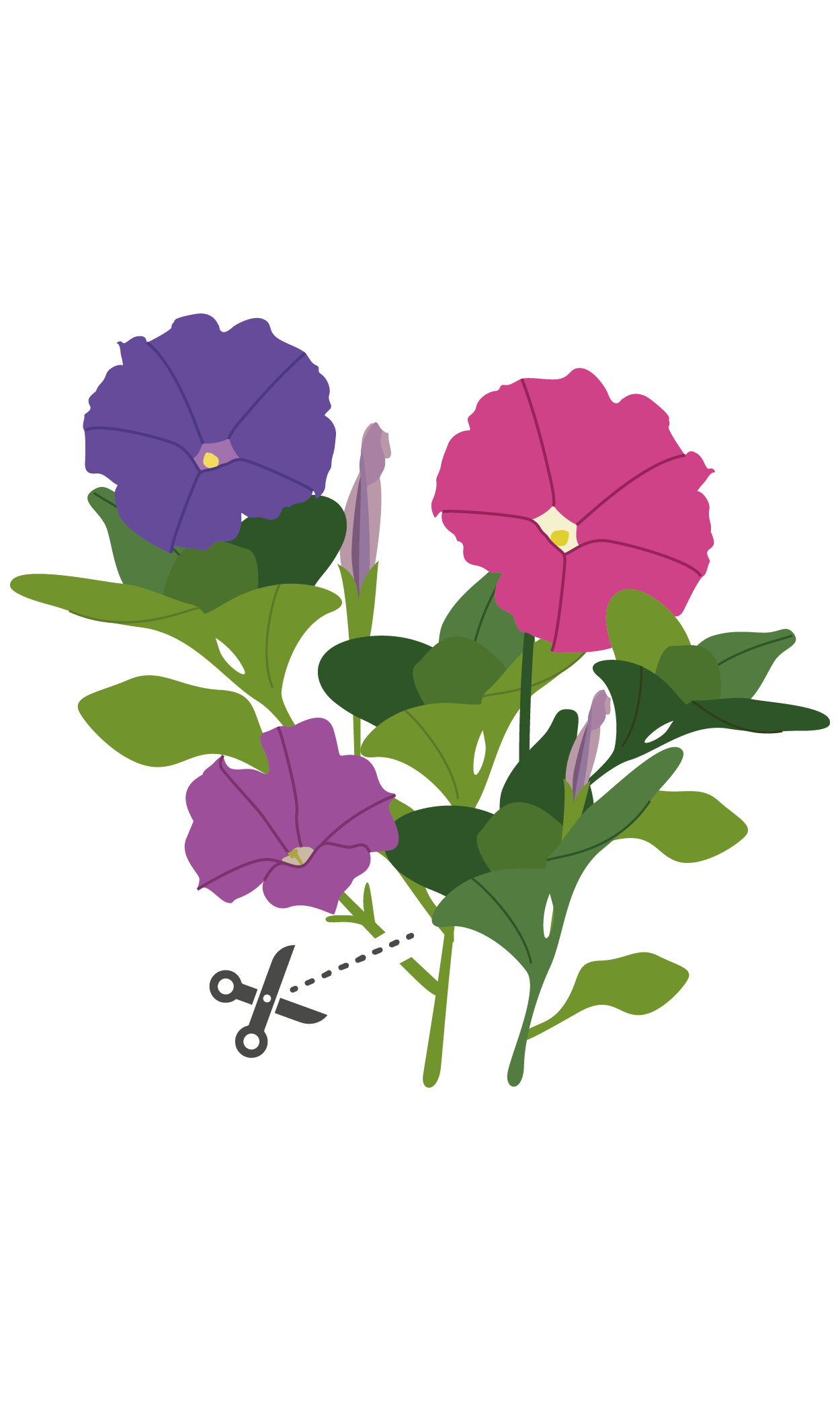 Comment récolter les fleurs de bégonia ?
