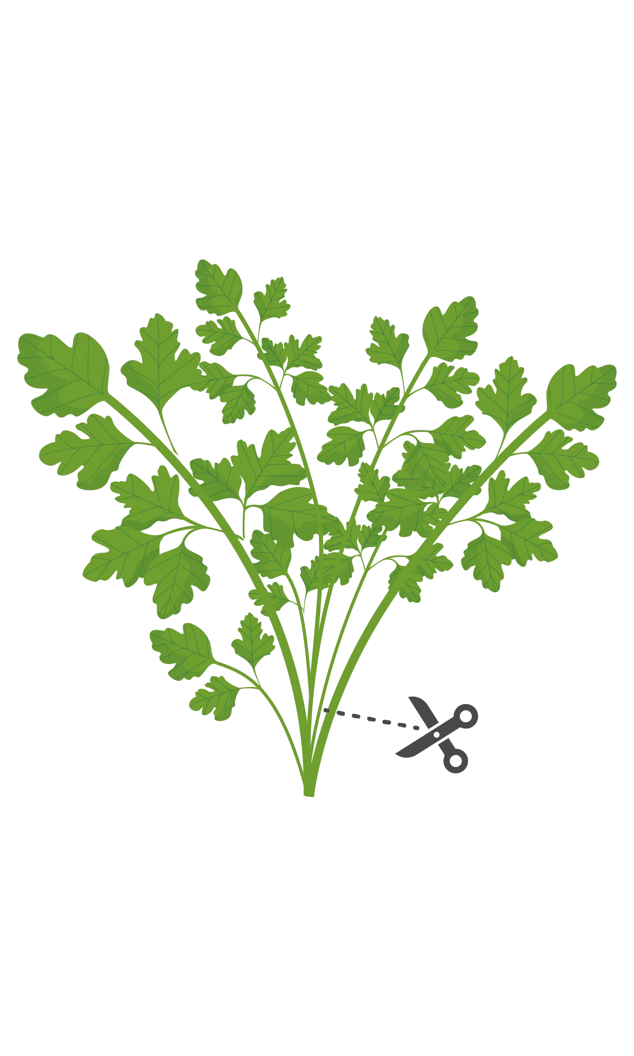 How do I harvest curly parsley?