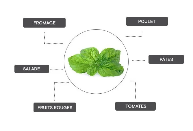 Le basilic mammouth se marie avec le poulet, les pâtes, les tomates, les fruits rouges, la salade et le fromage.