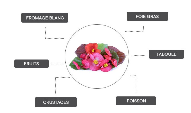 Le bégonia se marie avec le foie gras, en taboulé, avec du poisson, avec des crustacés, avec des fruits ou encore du fromage blanc.