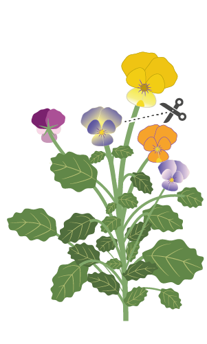 Comment récolter les fleurs de pensée multicolore ?