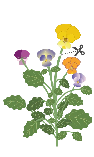 How do you harvest colorful pansies?