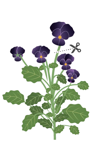 How do you harvest black pansies?