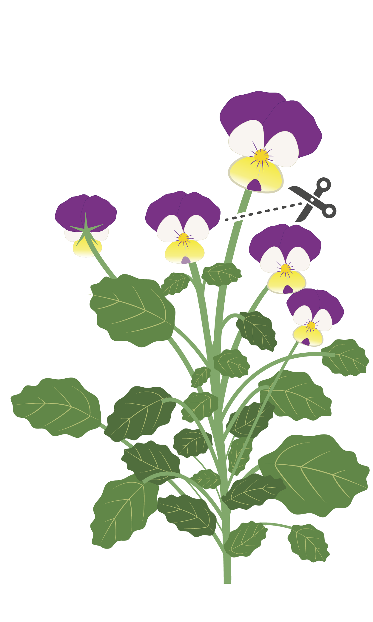 How do you harvest yellow jump pansies?