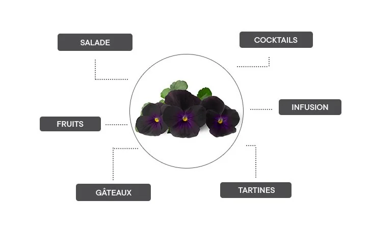 La pensée noire se prête bien aux salades, dans des cocktails, en infusion, sur des tartines, pour des gâteaux ou avec des fruits.