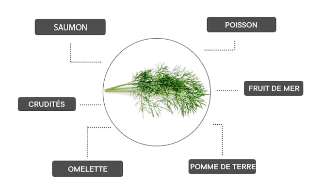 Comment associer l'aneth ?