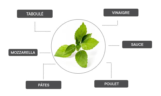Le basilic citron se marie avec le vinaigre, les sauces, le poulet, les pâtes, la mozzarella et le taboulé.