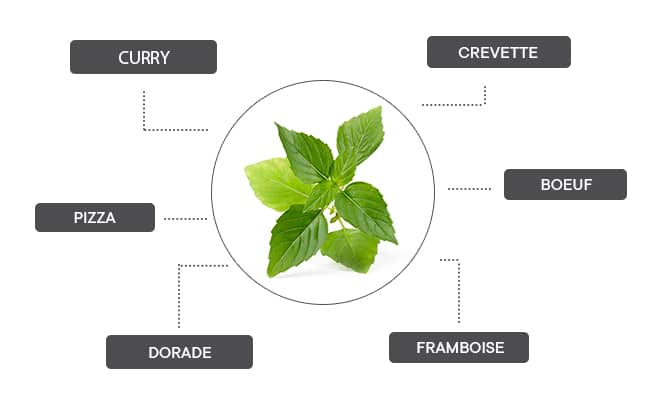 Le basilic thaï se marie avec le curry, les crevettes, le boeuf, la framboise, la dorade et la pizza.