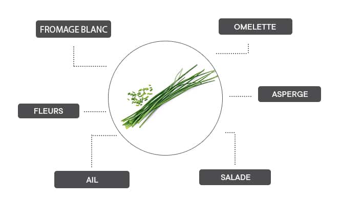 Comment associer la ciboulette ?