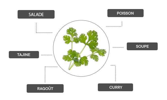 Comment associer la coriandre ?