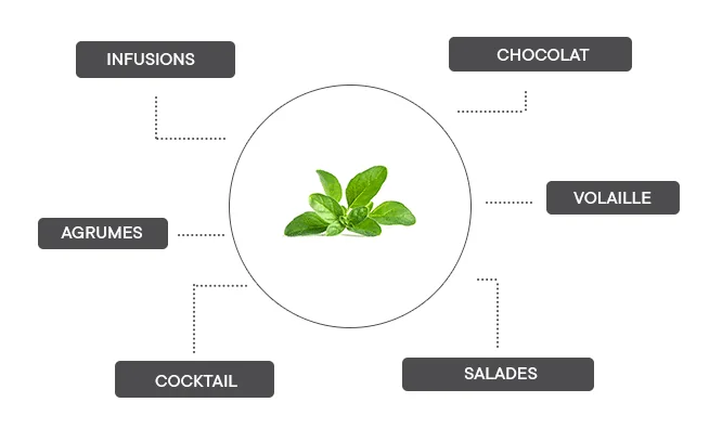 comment associer la menthe pouliot ?