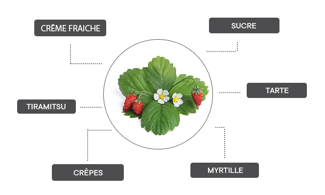 Comment associer la fraise des bois blanche ?