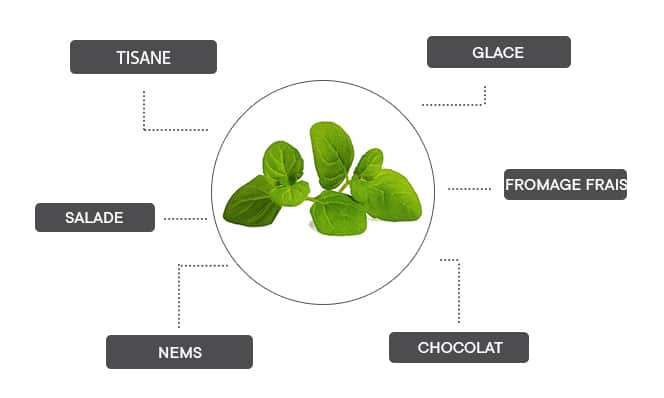 La menthe glaciale se marie très bien en glace, avec du fromage frais, du chocolat, des nems, en salade ou en tisane.