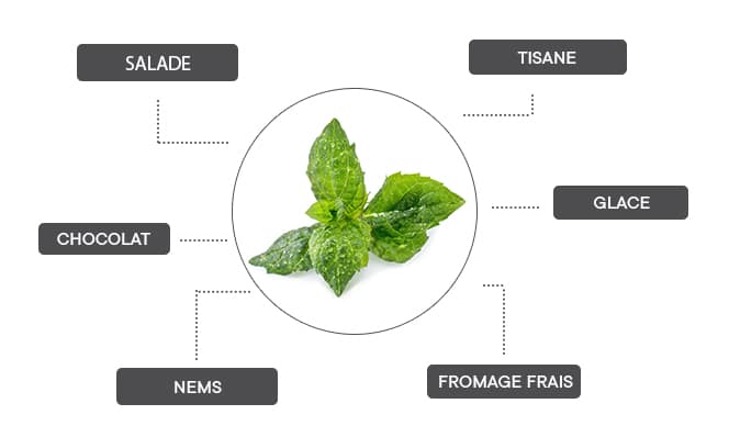 Comment associer la menthe verte ?