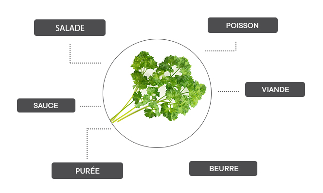 Comment associer le persil frisé ?