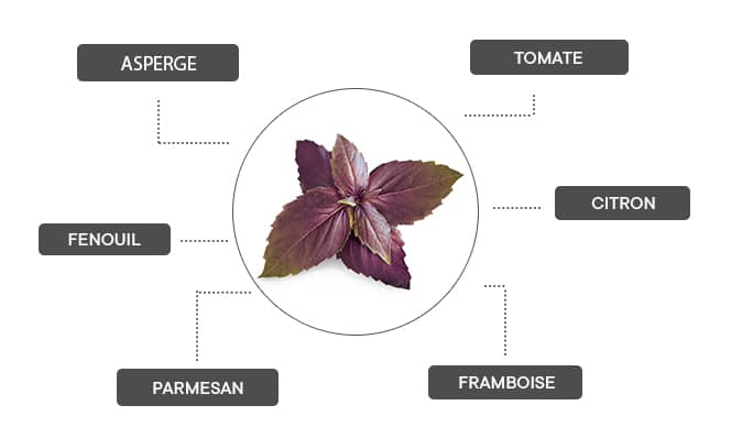 Le basilic pourpre se marie avec l'asperge, la tomate, le citron, la framboise, le parmesan et le fenouil.