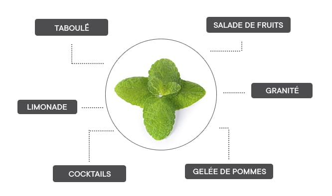 La menthe pomme se marie bien en salade de fruits, en granité, avec de la gelée de pommes, en cocktail, en limonade ou bien en taboulé.