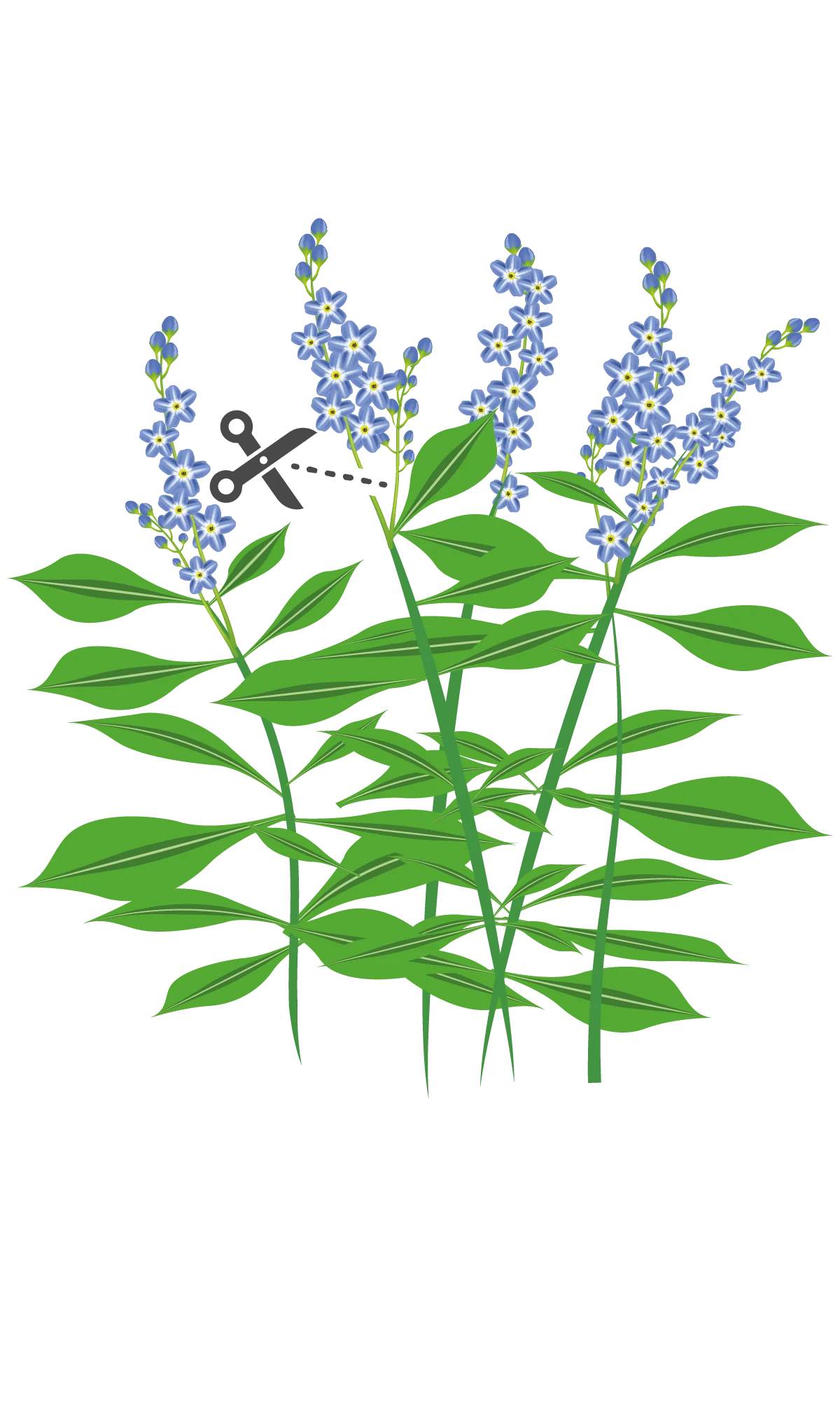 Comment récolter les fleurs de myosotis ?