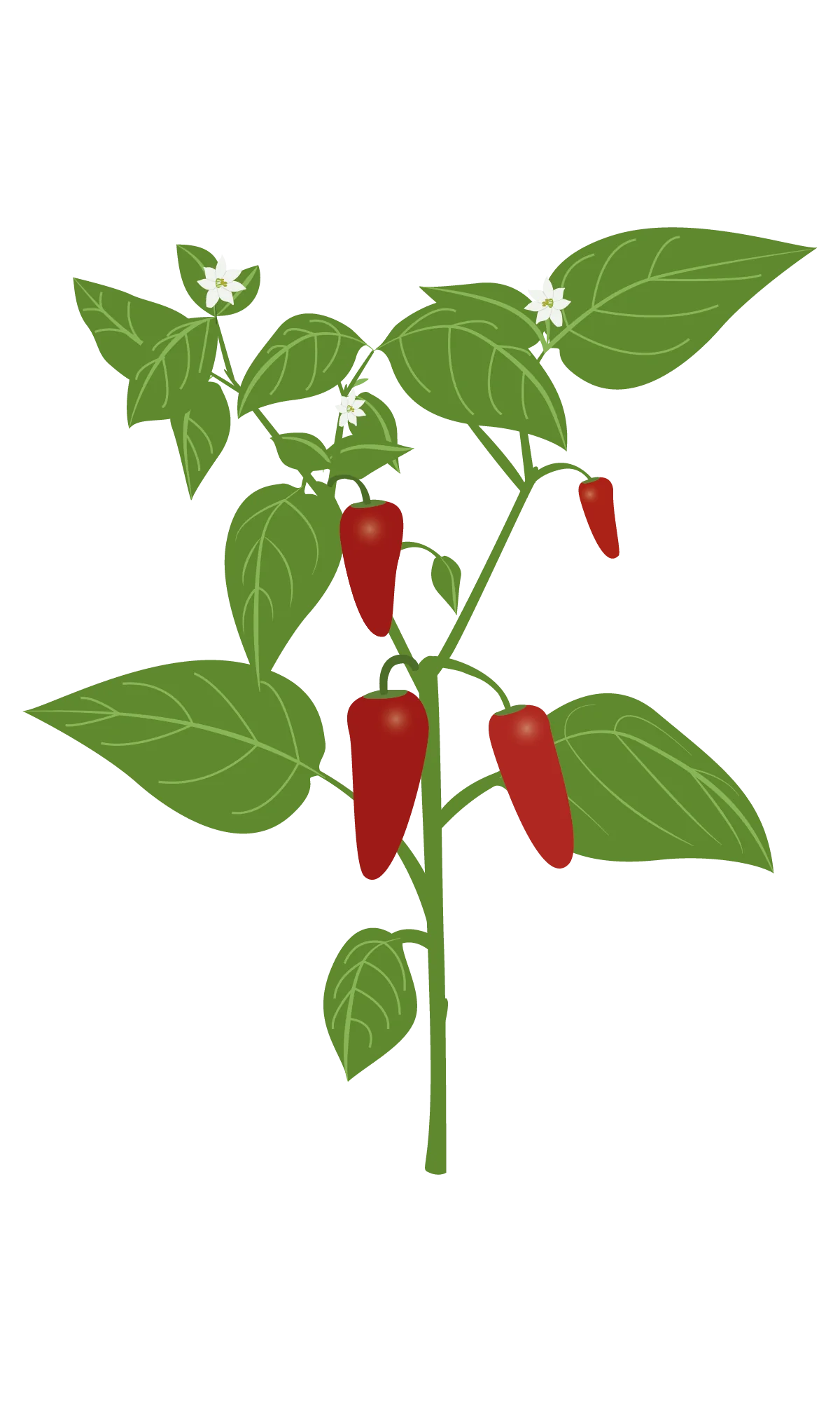 How to harvest Espelette Chili?