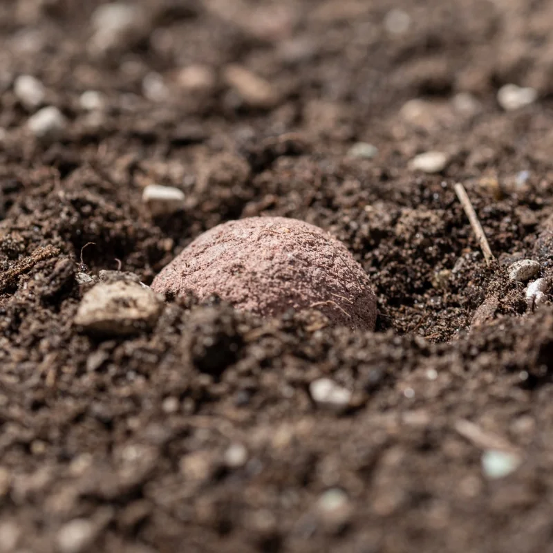 2 : La seedbomb a trouvé un emplacement confortable pour se développer