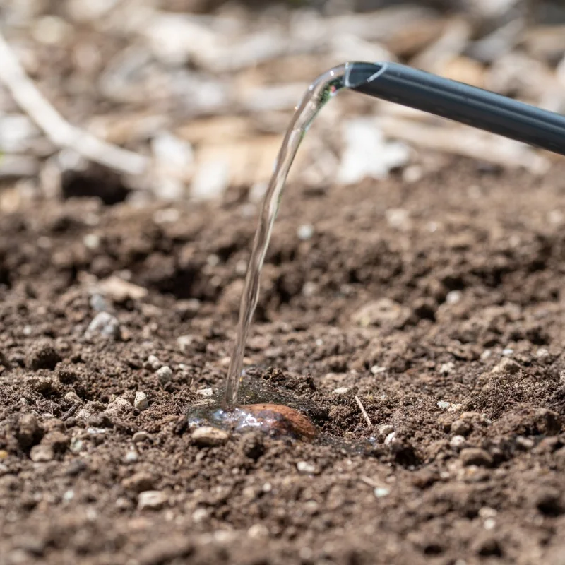 3: Water regularly or let the rain do its work